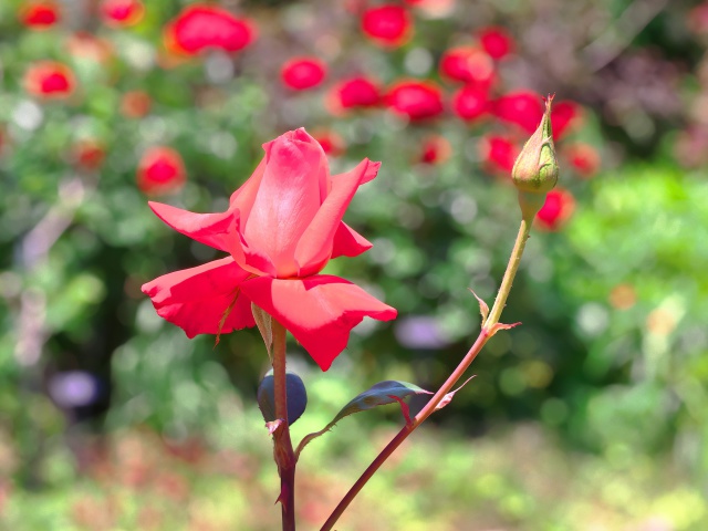 バラの花