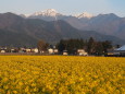 菜の花と常念岳