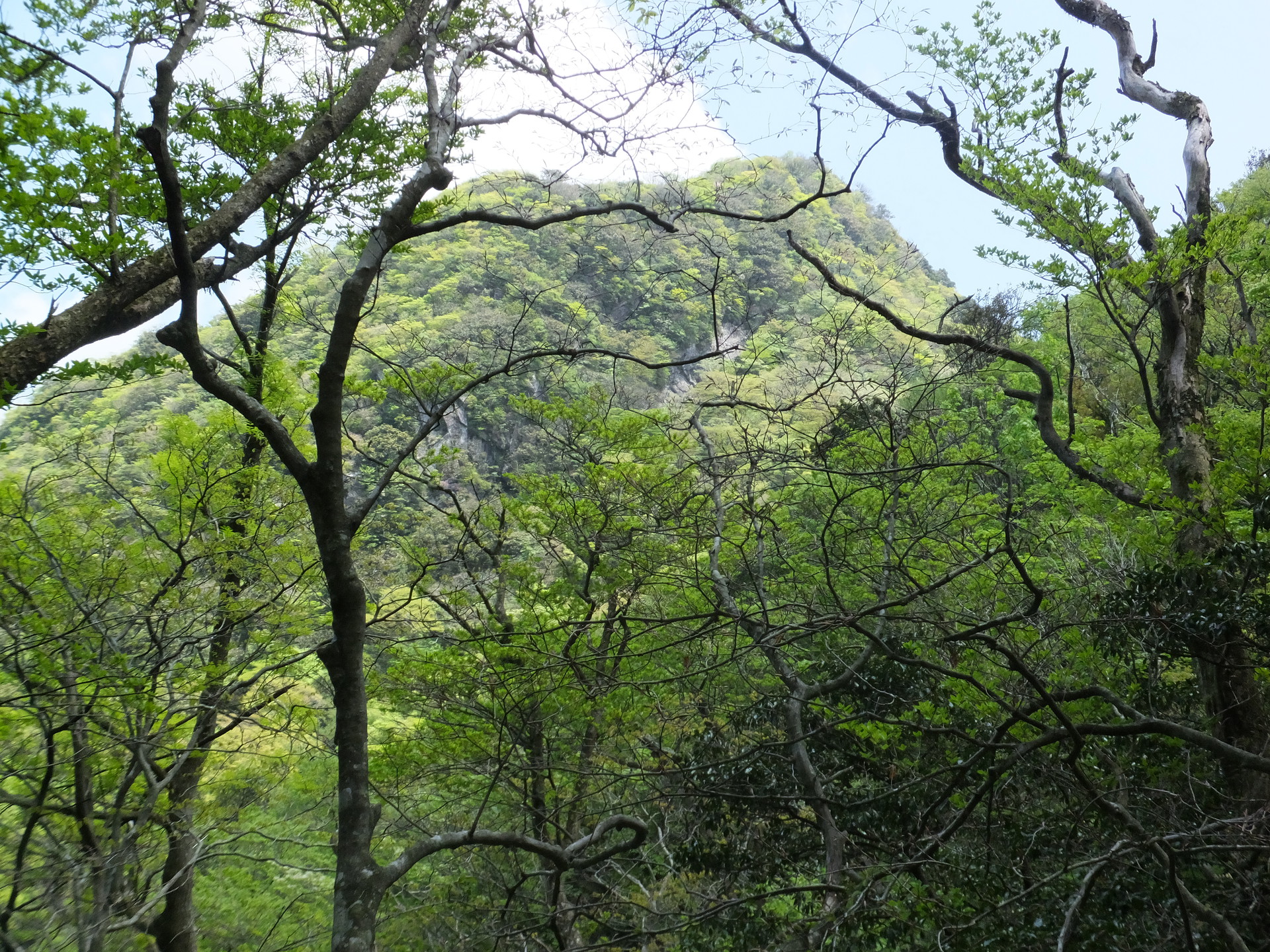 日本の風景 新緑の山 壁紙19x1440 壁紙館