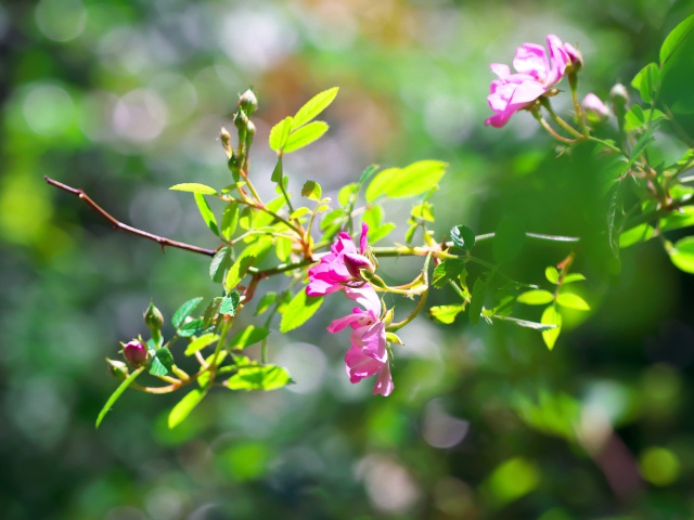 バラの花