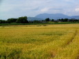 麦秋 向こうに宝満山・三郡山