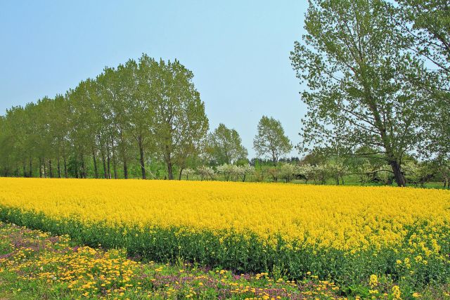 満開の菜の花畑