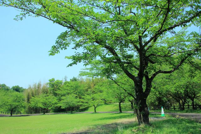 新緑の公園