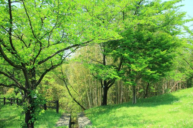 春の日差し