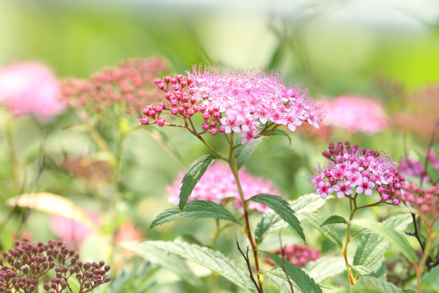 散歩道の花 1605-23-1