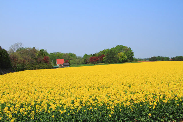 赤い屋根と菜の花畑 2