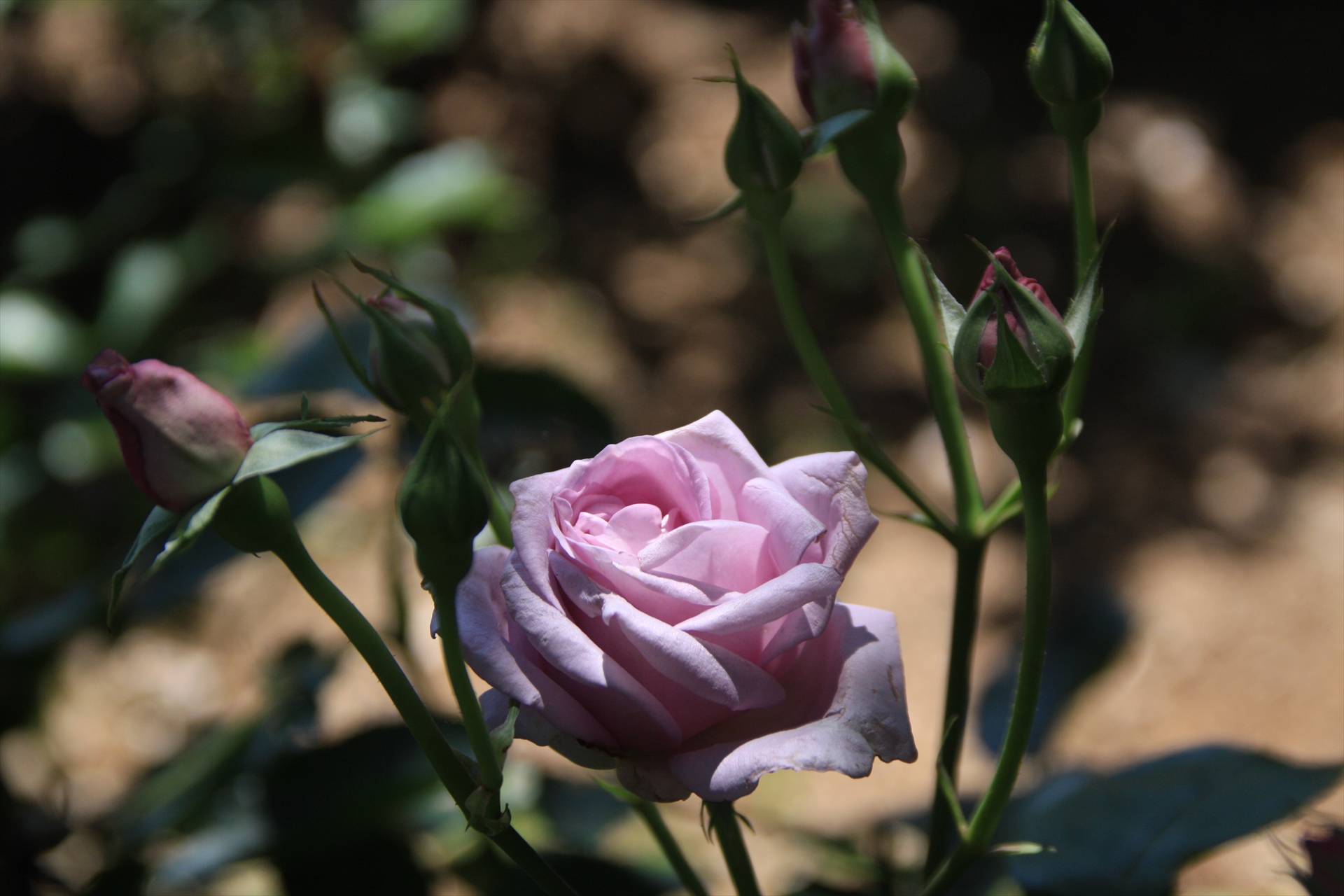 花 植物 薔薇一輪 壁紙19x1280 壁紙館