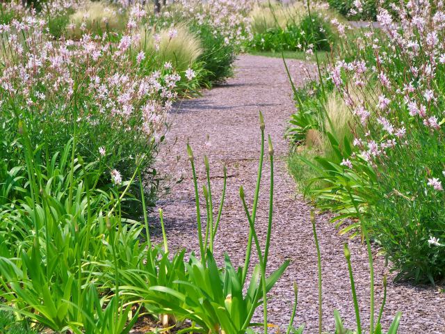 散歩道の花たち