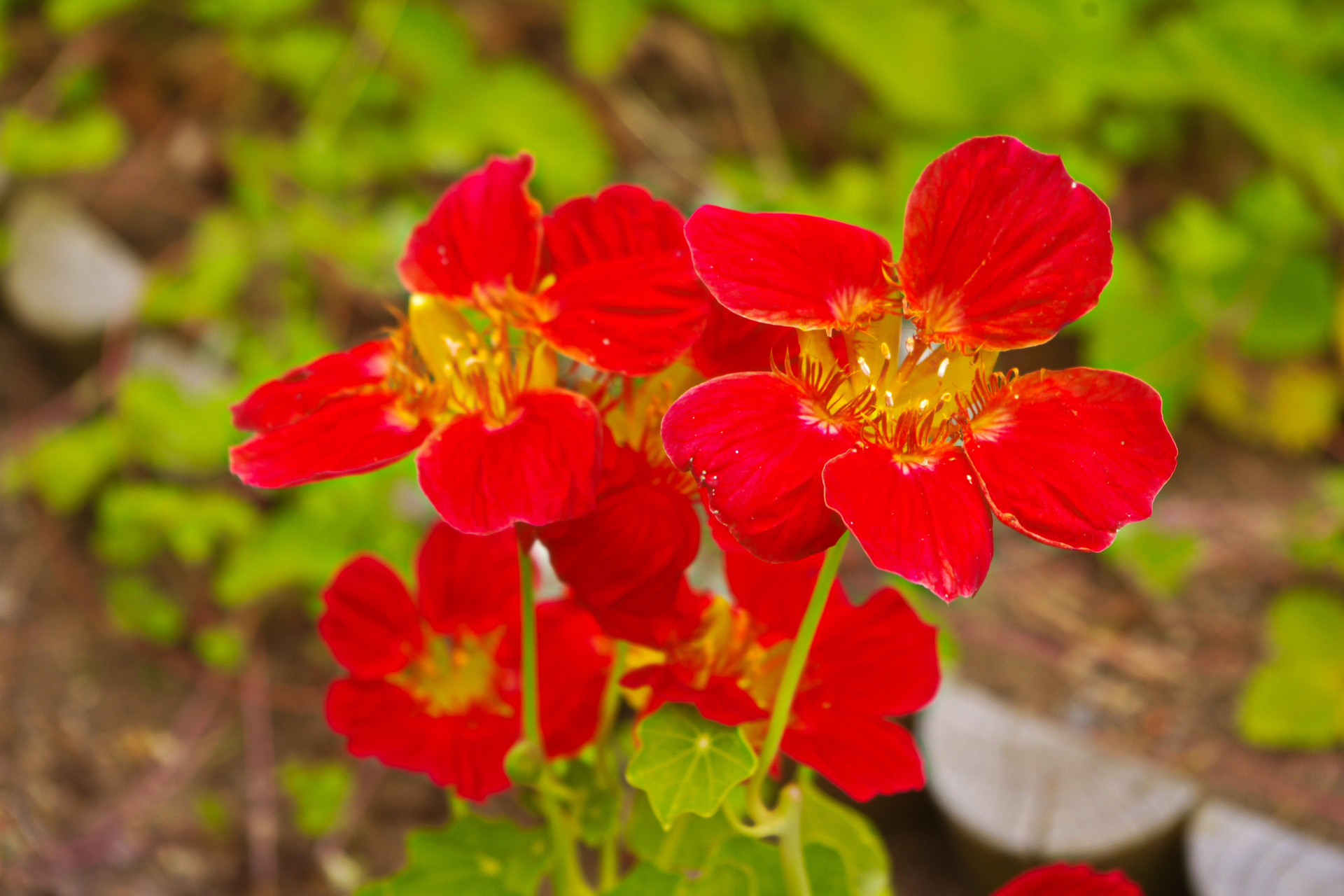 花 植物 ナスタチウム 壁紙19x1280 壁紙館