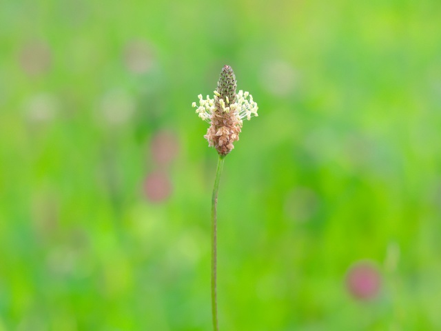 散歩道の花たち