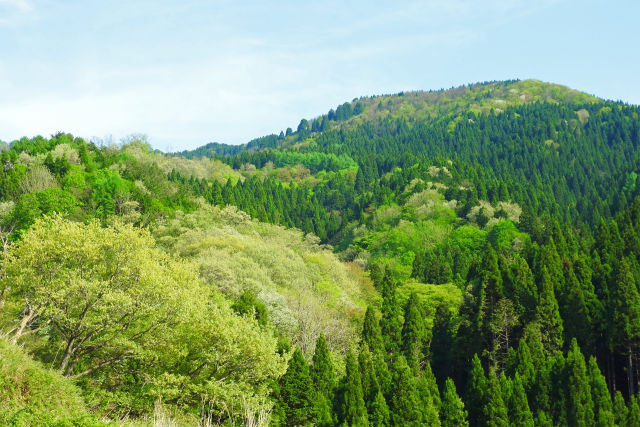 深山にも春が