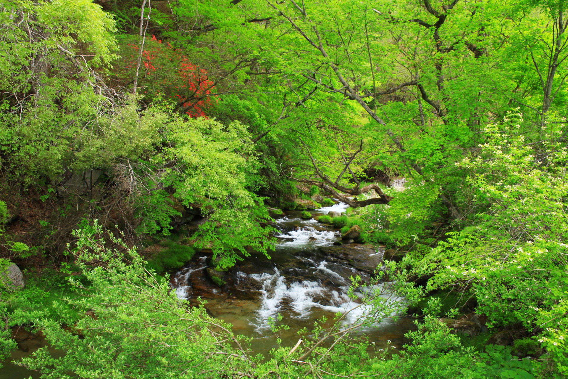 日本の風景 新緑の渓流 壁紙19x1280 壁紙館