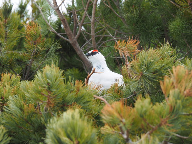 立山の白雷鳥5