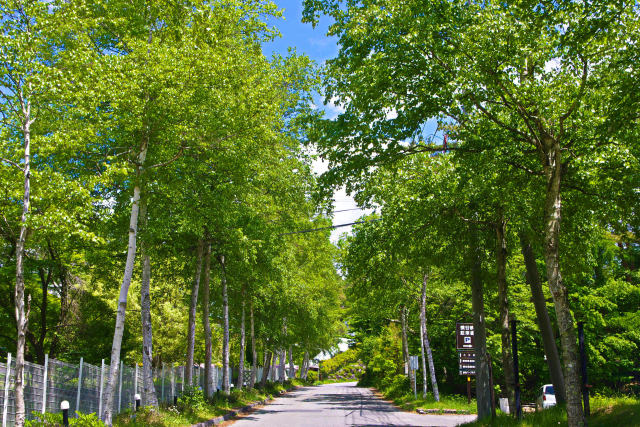 初夏の蓼科高原