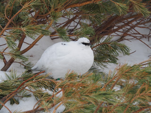 立山の白雷鳥6