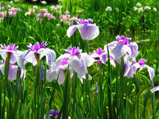 花菖蒲・江戸錦