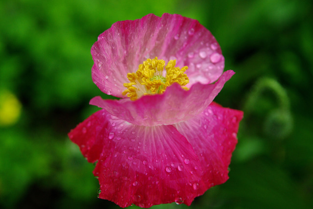 雨に咲く・ポピー