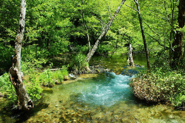 初夏の水源