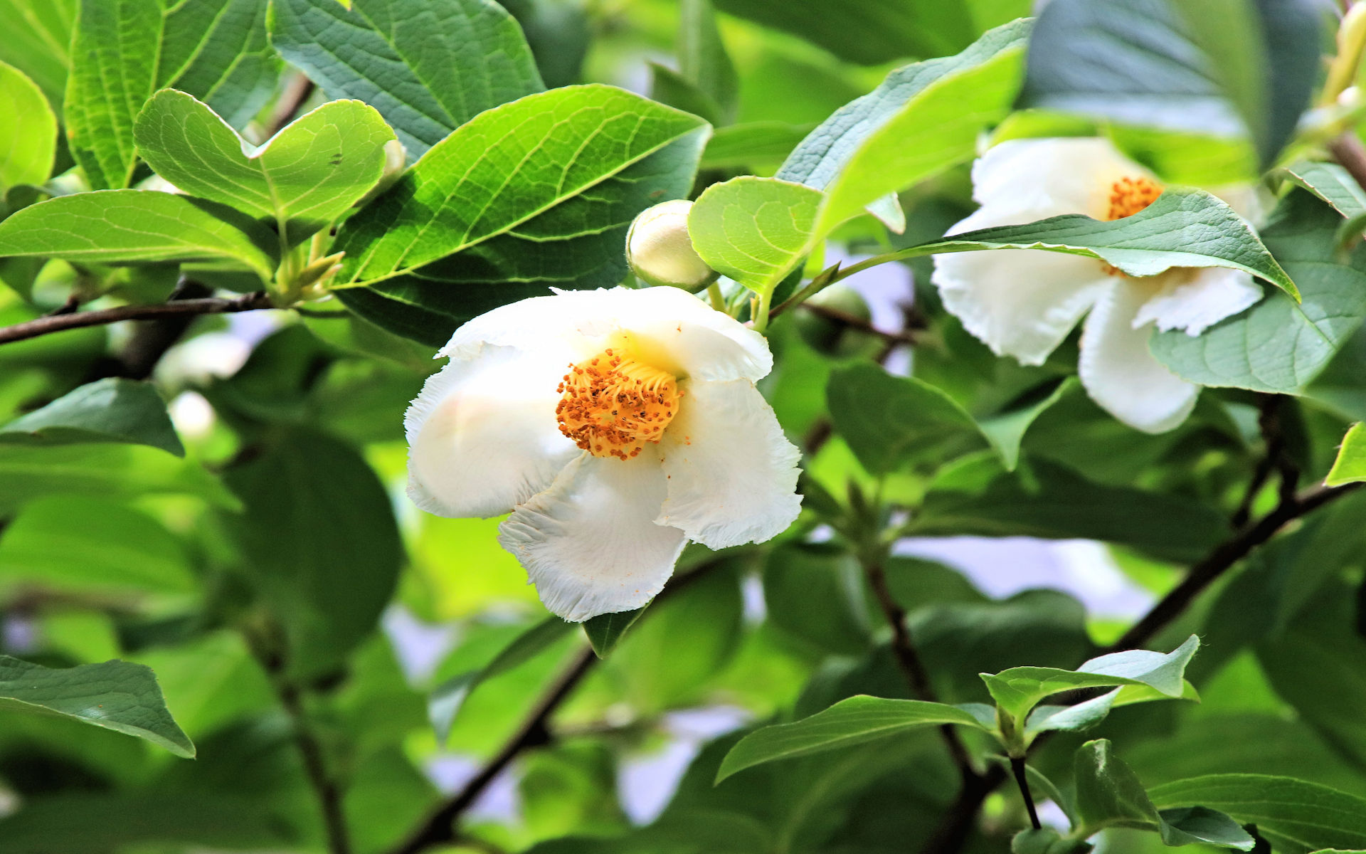 花 植物 ナツツバキ 壁紙19x10 壁紙館