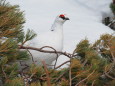 立山の白雷鳥7