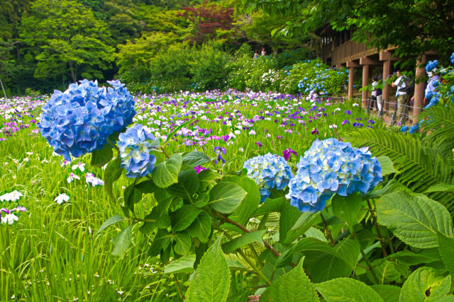 紫陽花と花菖蒲