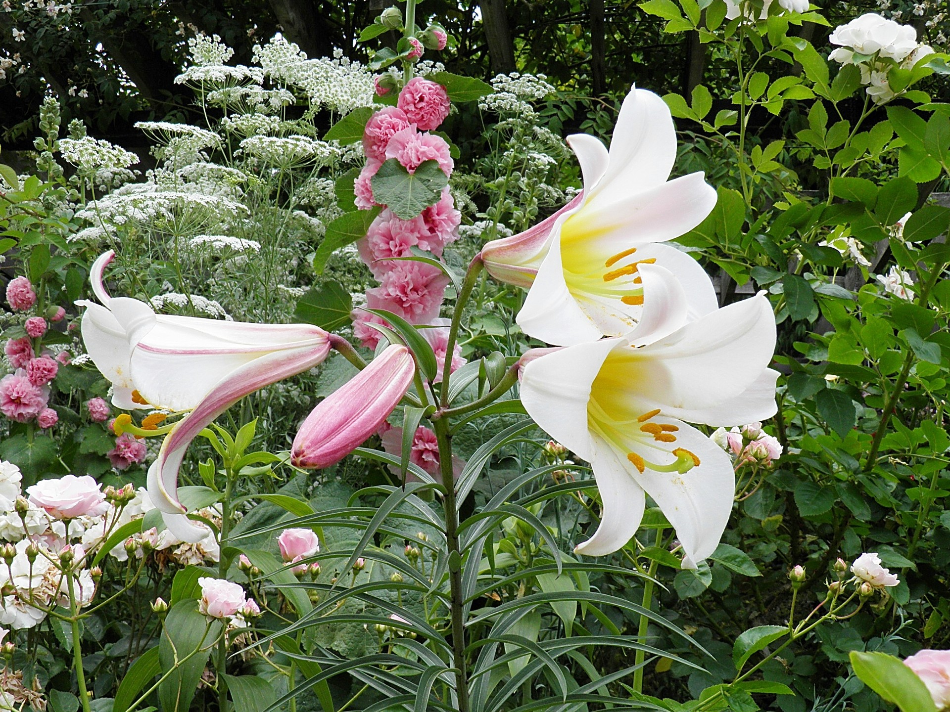 花 植物 リーガルリリーの咲く庭 壁紙19x1440 壁紙館