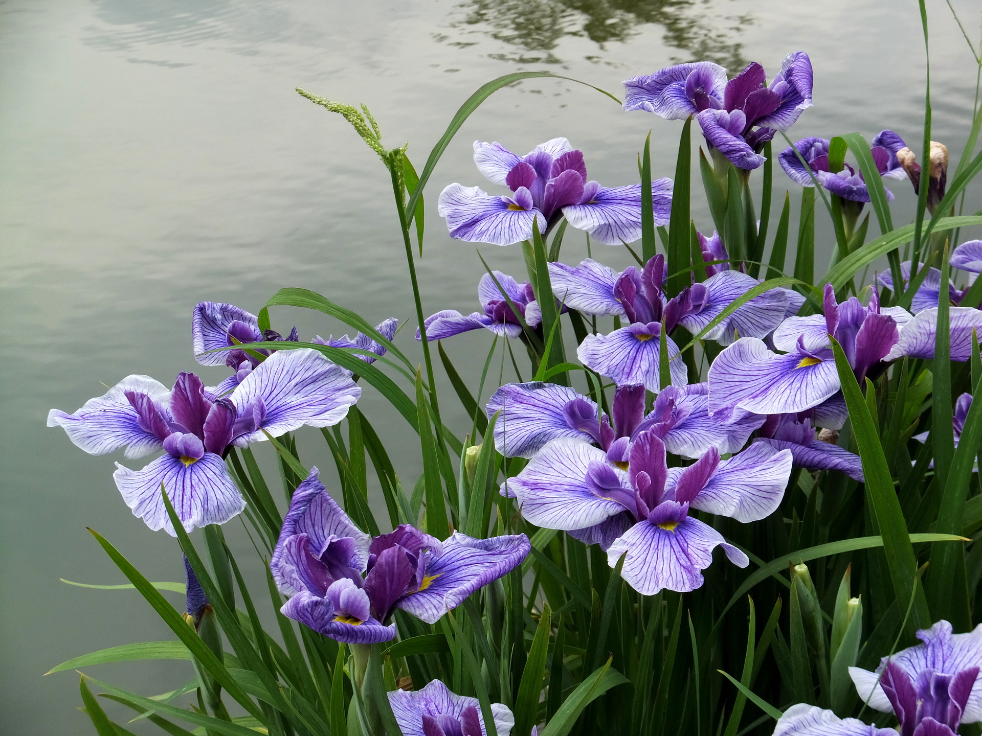 花 植物 水辺の花菖蒲 2 壁紙19x1440 壁紙館