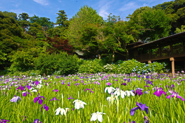 初夏の本土寺