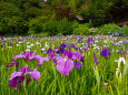 本土寺の花菖蒲