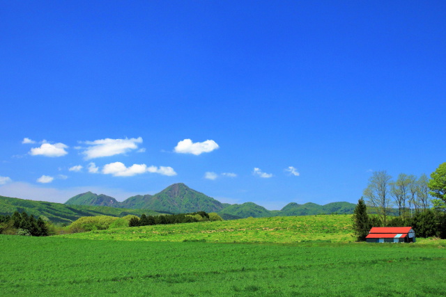 初夏の草原