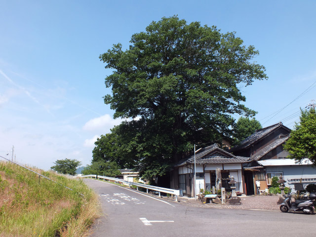 虚空蔵堂とムクノキ