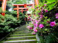 初夏の神社参道