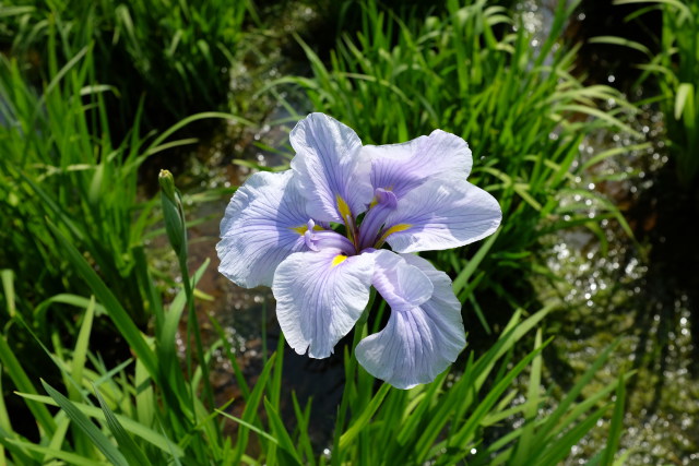 花菖蒲