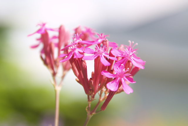 初夏を感じさせる花