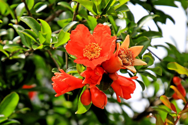 雌花・雄花のザクロ