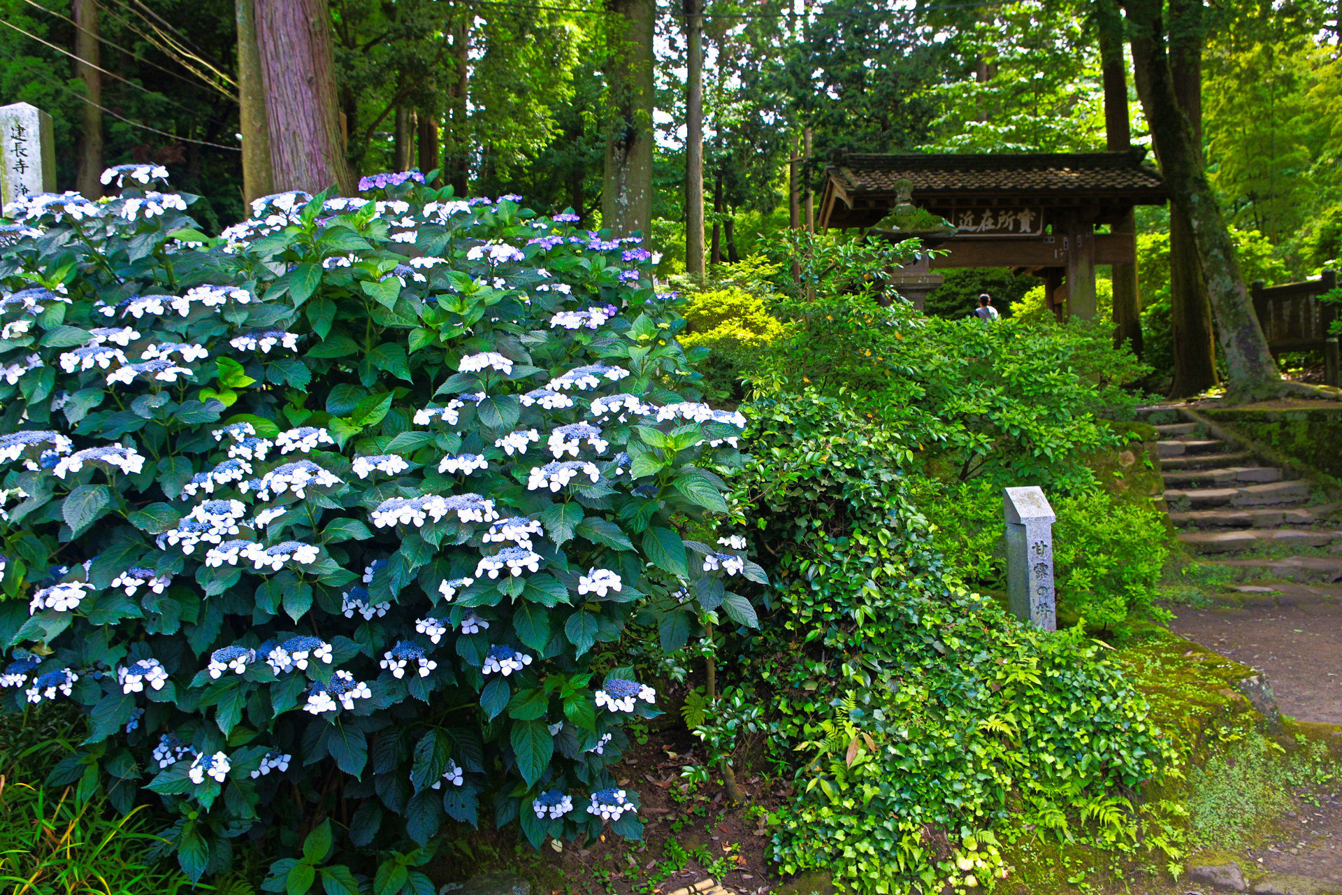 日本の風景 北鎌倉あじさい散歩 浄智寺 壁紙19x1280 壁紙館