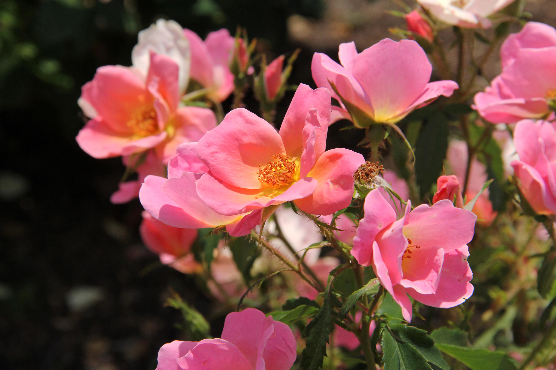 花 植物 バラ レインボーノックアウト 壁紙19x1280 壁紙館