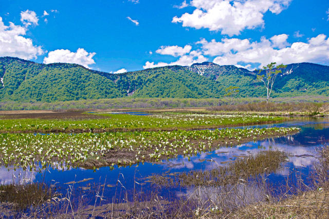 水芭蕉咲く尾瀬ヶ原