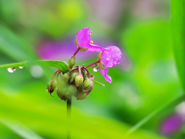 散歩道の花たち