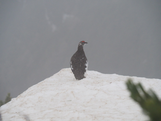 燕岳の雄雷鳥4