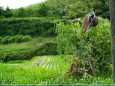 山村の初夏のひとコマ