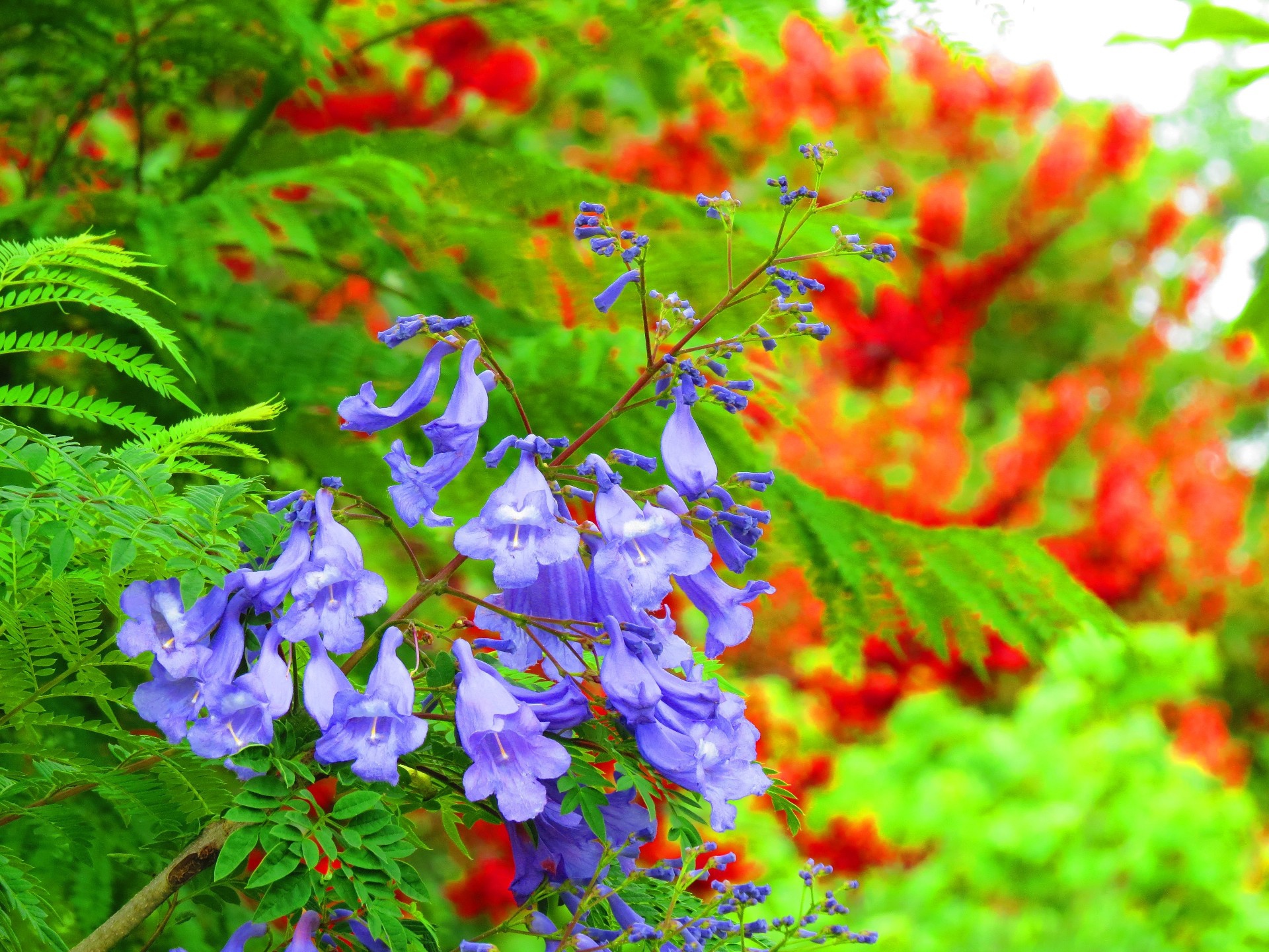 花 植物 ジャカランダの花 壁紙19x1440 壁紙館