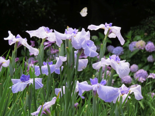 花菖蒲・青柳染