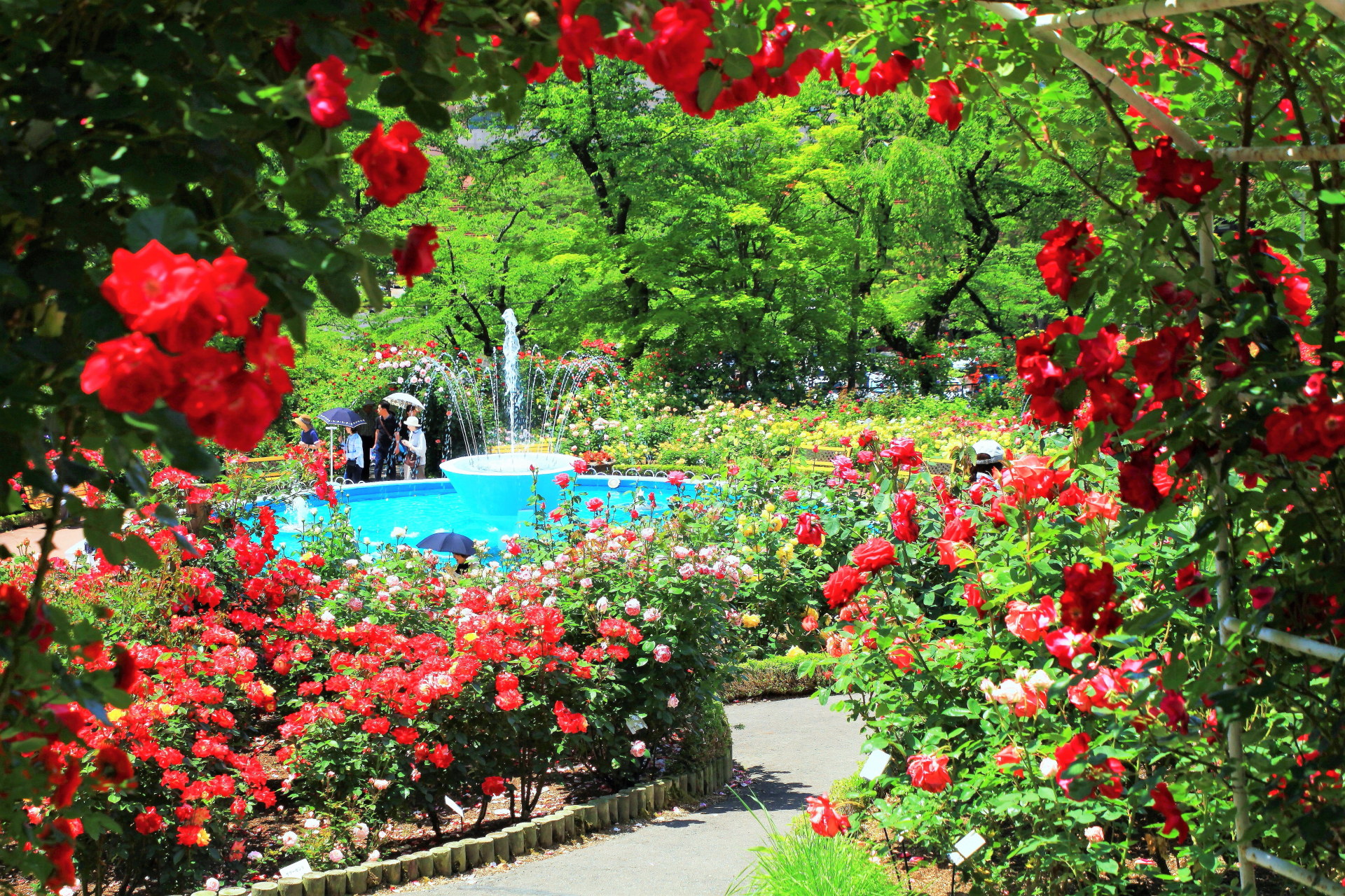 日本の風景 花巻温泉バラ園 壁紙19x1280 壁紙館