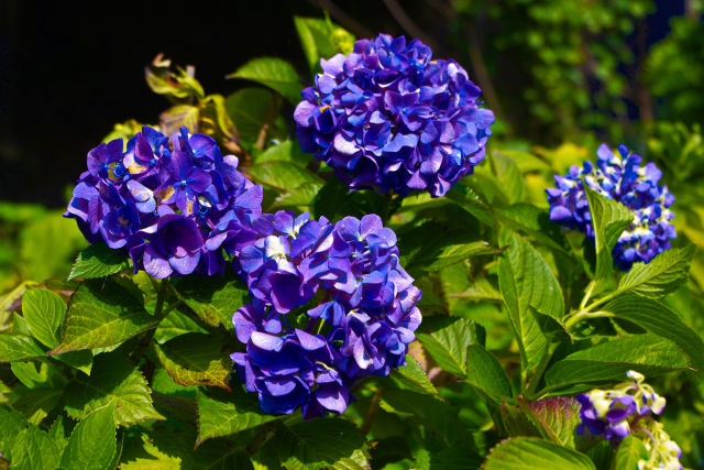 成就院の紫陽花