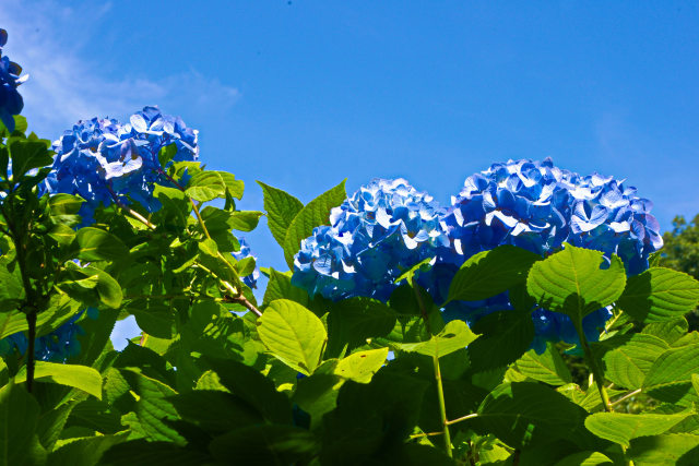 青空と紫陽花