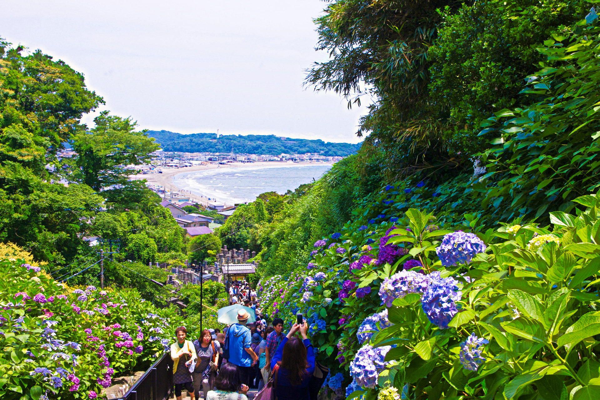 日本の風景 成就院 参道の紫陽花と鎌倉の海 壁紙19x1280 壁紙館