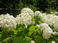 明月院の紫陽花