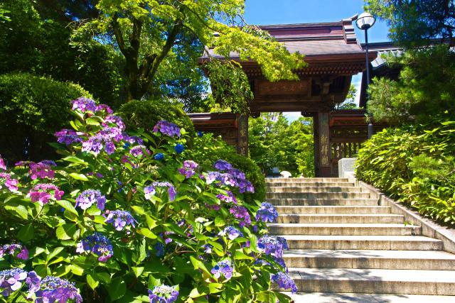 高幡不動尊・山門の紫陽花