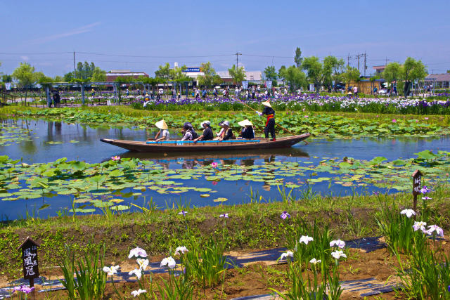 水郷佐原・水生植物園